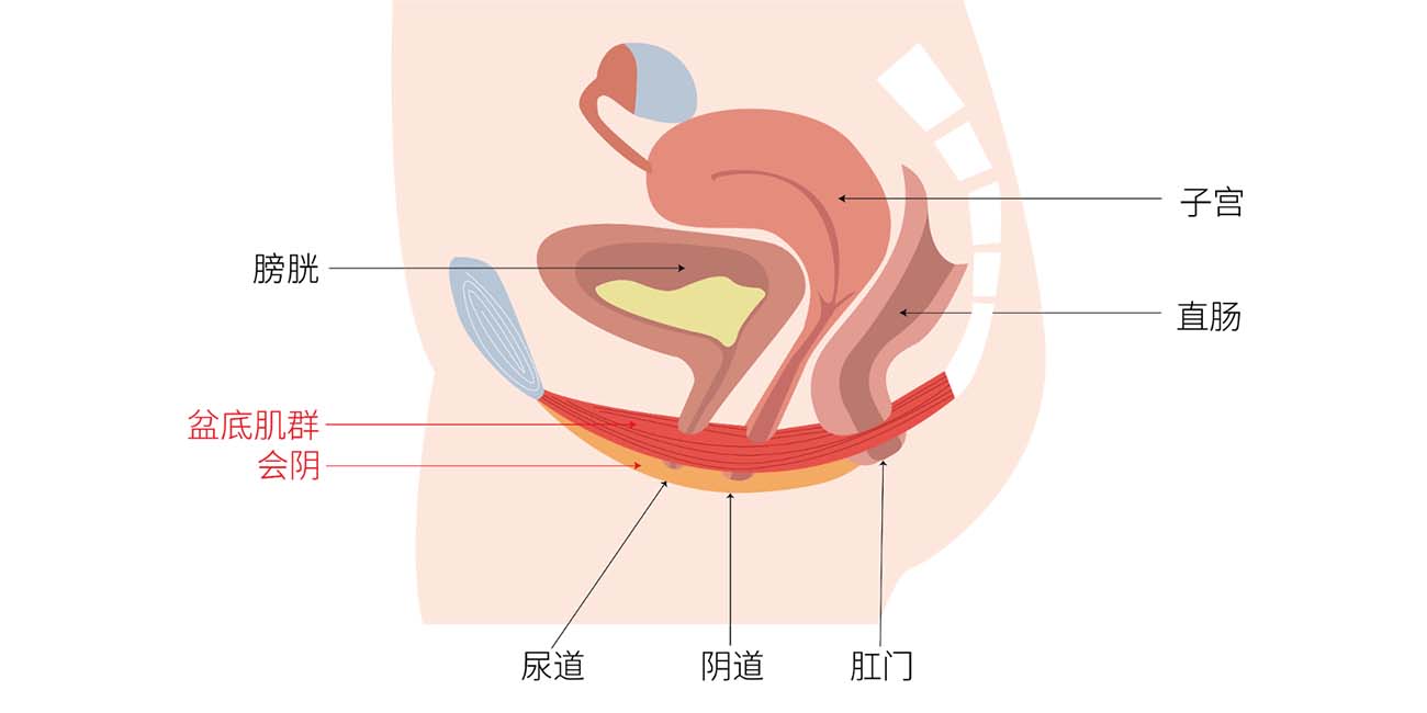 盆底肌就像一张富有弹性的吊床,承托着子宫,膀胱等盆腔脏器,性生活和