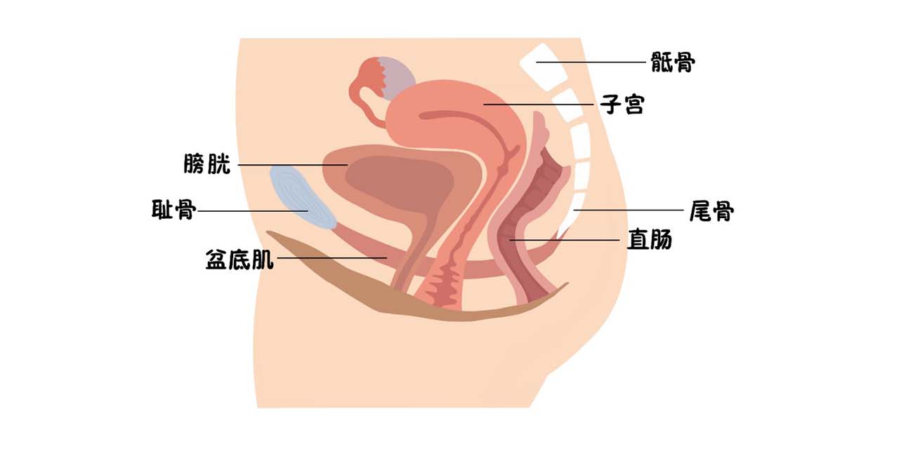 盆底肌脏器组织