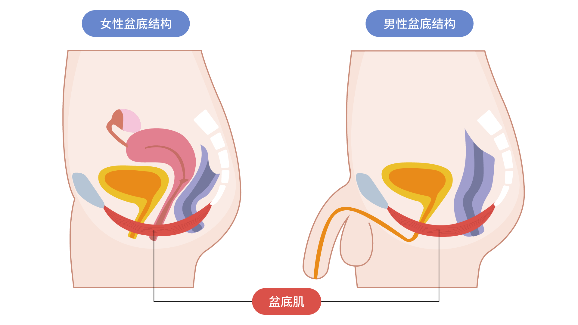 男性盆底肌有什么作用？男女盆底肌异同盘点