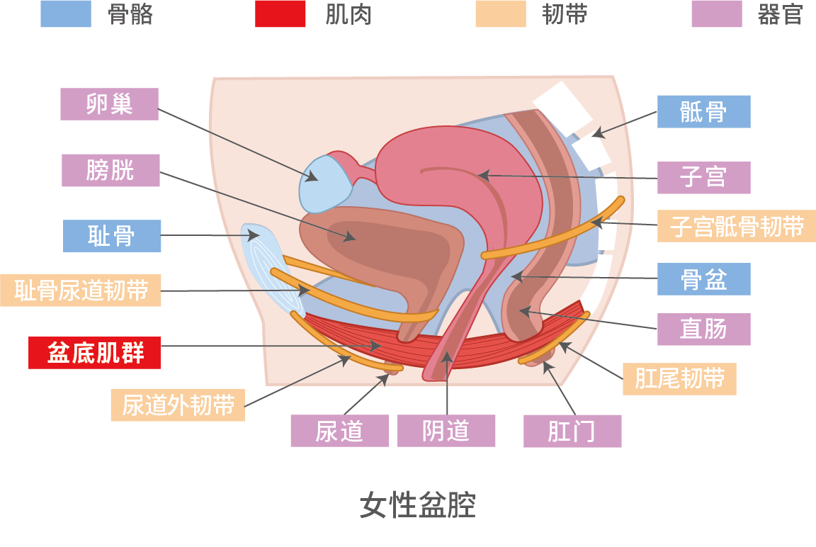 盆腔坠痛、低位腰痛、性交痛、月经白带量多、痛经...你可能遇到盆腔淤血综合征了！